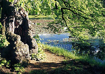 Torzo lípy na hrázi rybníka z období založení zámecké zahrady v Českém Krumlově 