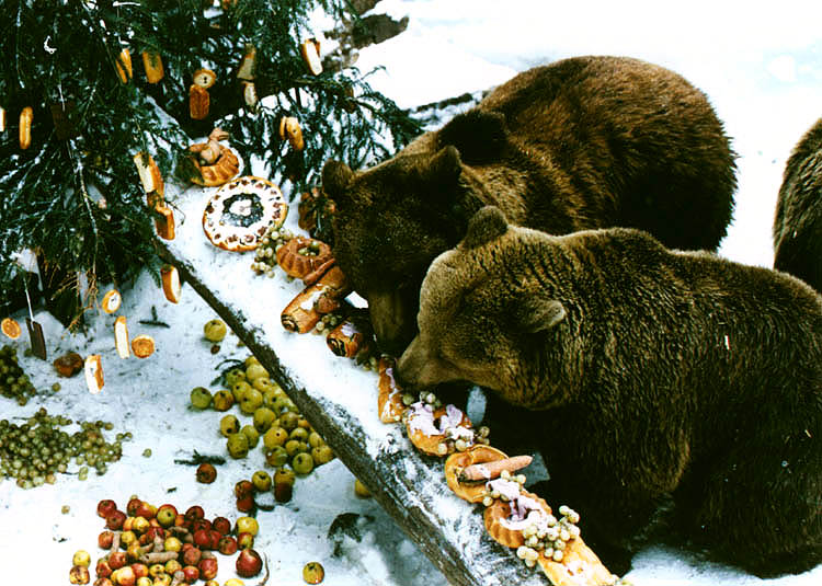 Bärenweihnachten auf dem Schloss Český Krumlov