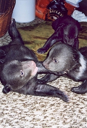 Bears play in the very first months of their life, 2000, archive photo Jan Černý., foto: Jan Černý 