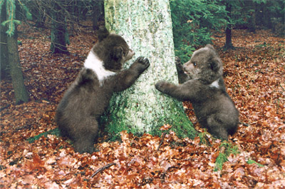 Po několika měsících si medvědí výrostci cvičí lezení na strom v praxi, 2000, foto z archívu Jana Černého., foto: Jan Černý 