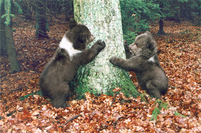 After several months bear youngsters practice tree climbing, 2000, archive photo Jan Černý., foto: Jan Černý 