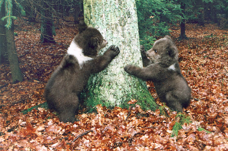 After several months bear youngsters practice tree climbing, 2000, archive photo Jan Černý., foto: Jan Černý
