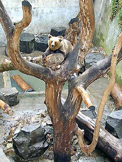 Zámek Český Krumlov, medvědí příkop po obnově v srpnu 1999, rakouská medvědice Marie Terezie na stromě, foto: Martin Švamberg 