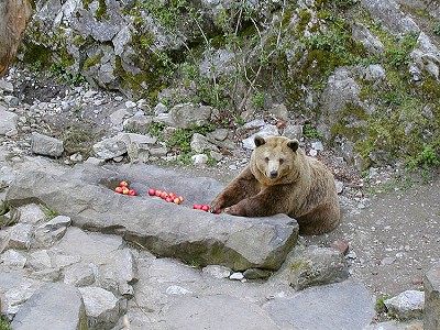 Českokrumlovská medvědice Kateřina si užívá prvního jarního sluníčka, duben 2001, foto: Lubor Mrázek 