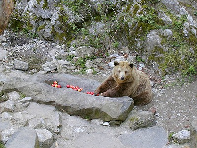 Český Krumlov´s  bear Kateřina enjoys the first spring sun, April 2001, foto: Lubor Mrázek 