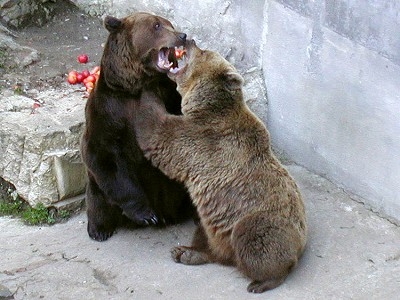 Český Krumlov´s bears Kateřina and Vok, April 2001 