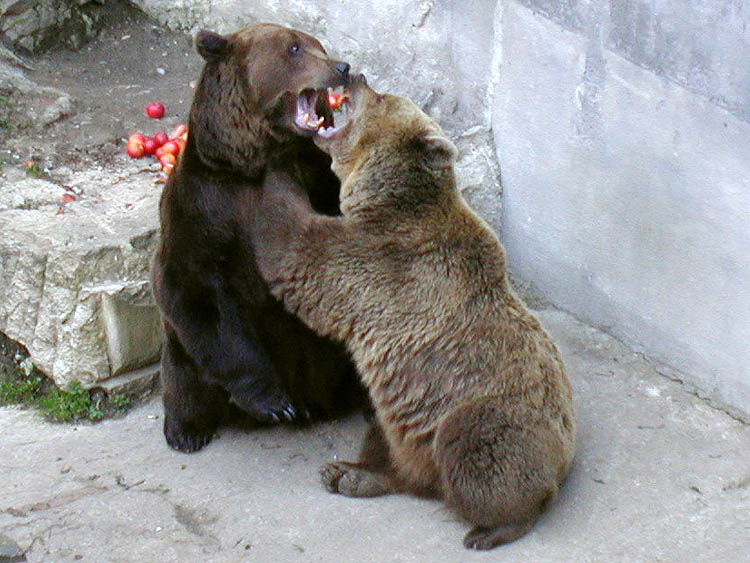 Českokrumlovští medvědi Kateřina a Vok, duben 2001