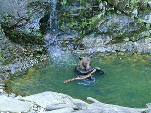 Český Krumlov´s bear Vok during hot summer day, August 2000, foto: Lubor Mrázek 